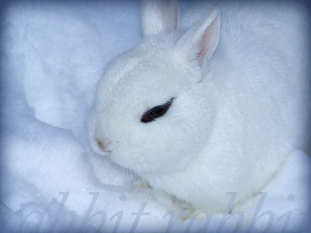 snowbunny.jpg